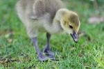 Isolated Image Of A Cute Chick Of Canada Geese Stock Photo