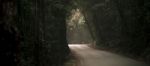 Moody Hazy Road In The Forest Stock Photo