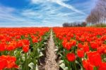 Field Of Red Tulips Flowers With Blue Sky In Holland Stock Photo