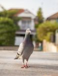 Close Up Full Body Of Pigeon Bird Standing On Home Loft Stock Photo