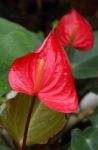 Red Anthurium Flower Stock Photo