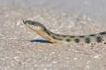 Water Snake On The Bay Stock Photo