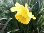 Narcissus In The Garden Stock Photo