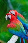 Greenwinged Macaw Stock Photo