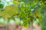 Young Green Grapes Stock Photo