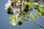 Large White (pieris Brassicae) Butterfly Female Feeding On A Bla Stock Photo