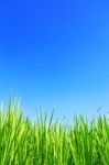 Green Grass On Sky Background Stock Photo