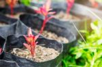 Trees Growing At Greenhouses Stock Photo