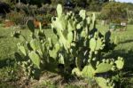 Cactus In Garden Stock Photo