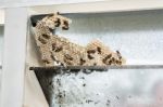 Wasp Nest With Wasps Sitting On It. Wasps Polist Stock Photo