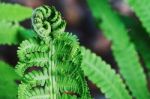 Young Ferns Stock Photo