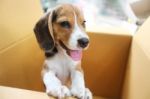 Puppy In A Box Stock Photo