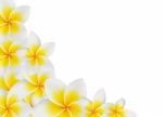 Frangipani Background Stock Photo