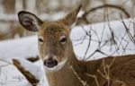 Beautiful Portrait Of A Funny Sleepy Wild Deer In The Snowy Forest Stock Photo