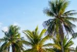 Coconut Palm Trees, Beautiful Tropical And Sky Background Stock Photo