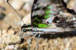 Close Up Tailed Jay Butterfly With Have Green Spots On Wings Stock Photo