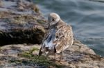 The Gull Is Cleaning Her Feathers Stock Photo