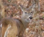 Funny Closeup Of The Unsure Deer Stock Photo