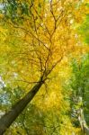 Yellow Leaves Of Treetop With Trunk In Fall Stock Photo