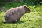 Capybara (hydrochoerus Hydrochaeris) Stock Photo