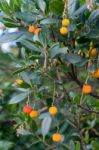 Strawberry Tree Stock Photo