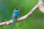 Collared Kingfisher Stock Photo