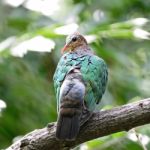 Emerald Dove Stock Photo