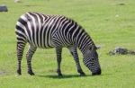 Beautiful Zebra Stock Photo