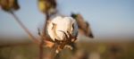 Cotton Field In Oakey, Queensland Stock Photo