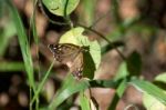 Speckled Wood Butterfly (pararge Aegeria) Stock Photo