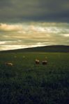 Sheep On The Farm During The Day Stock Photo