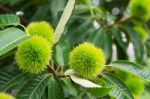 Chestnut (castanea Fruits) Stock Photo