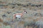 Pronghorn (antilocapra Americana) Stock Photo