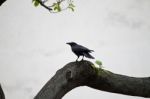 Lonely Crow Bird Stock Photo