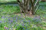 Bluebells In Full Bloom Stock Photo