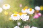 Soft Focus Flower Background When Sunrise In The Morning Stock Photo