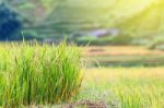 Close Up Rice Fields On Terraced Of Yellow Green Rice Field Landscape Stock Photo