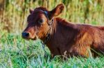 Cow On A Summer Pasture Stock Photo