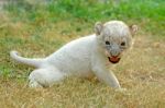 Baby Lion Stock Photo