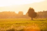 Cornfield With Farmland At Sunset Stock Photo