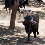 Ronda, Andalucia/spain - May 8 : Bulls Running At A Farm Near Ro Stock Photo