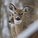 Beautiful Isolated Photo Of A Wild Deer In The Snowy Forest Stock Photo