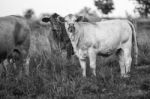 Country Cows Stock Photo