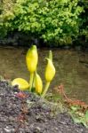 Yellow Skunk Cabbage (lysichiton Americanus) Stock Photo