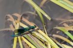 Damselfly (zygoptera) Resting On Reeds In The River Rother Stock Photo