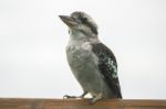 Kookaburra Gracefully Resting During The Day Stock Photo