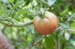 Plantation Of Tomatoes In The Organic Garden Stock Photo