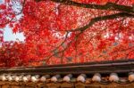 Roof Of Gyeongbukgung And Maple Tree In Autumn In Korea Stock Photo