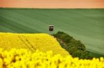 Sunny Morning At Green And Yellow Spring Fields Stock Photo