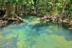 Mangrove Forests Stock Photo